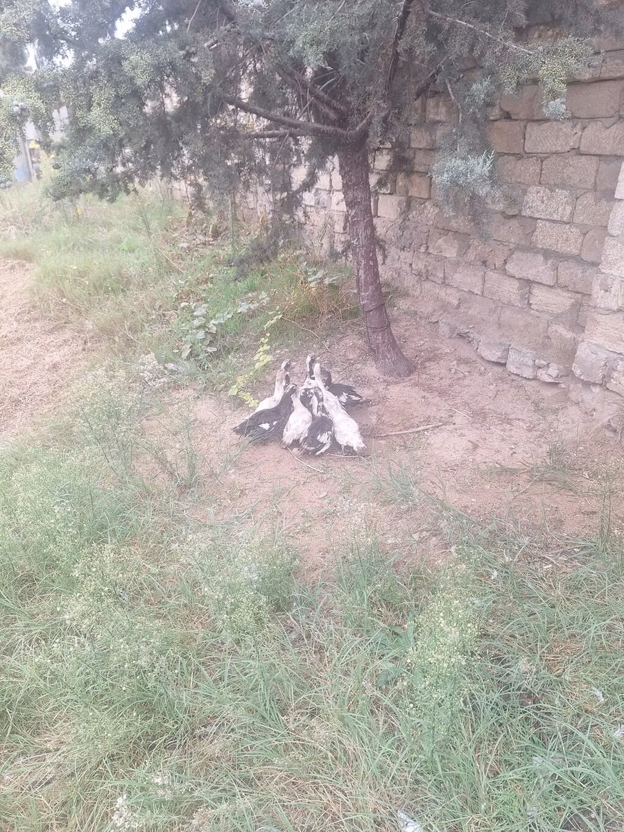 German Pekin