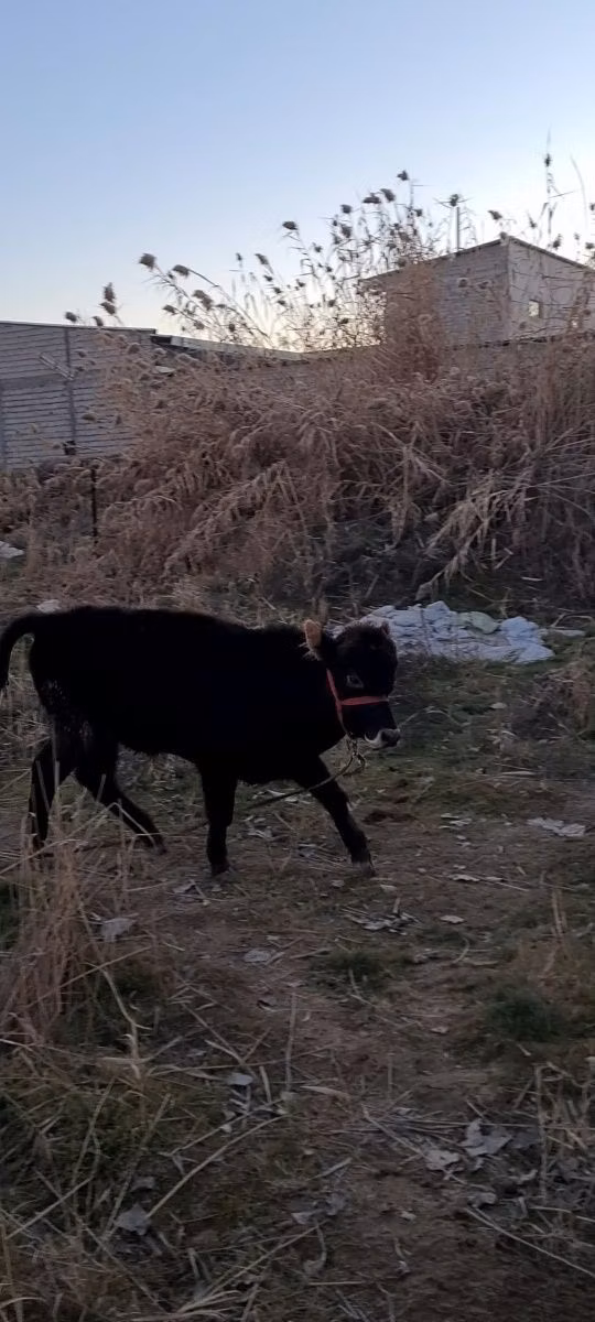 Swedish red cattle