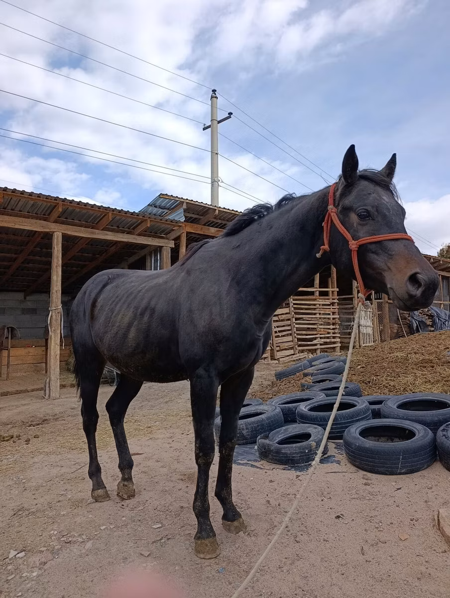Thoroughbred horse