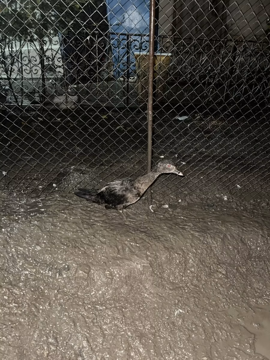 Domestic Muscovy