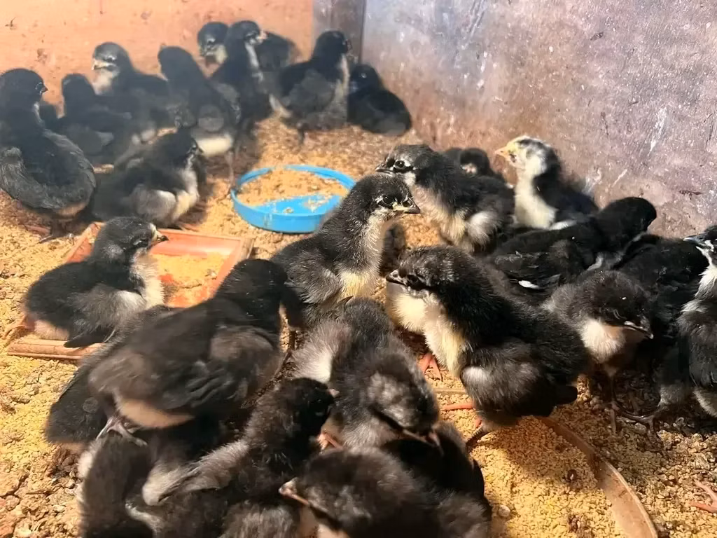 Australorp