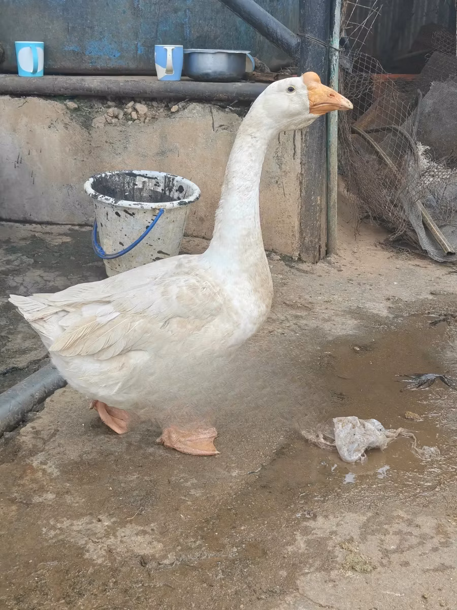中国鸡
