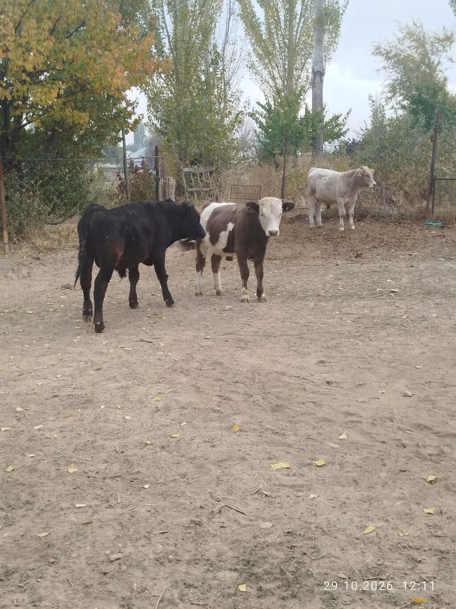 भूरा लातवियाई