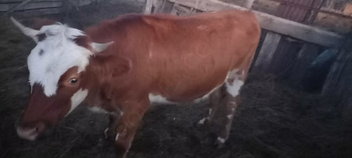 कजाख़स्तानी सफेद सिर वाली गाय