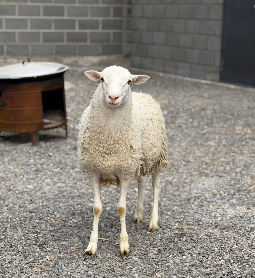 Dorper sheep