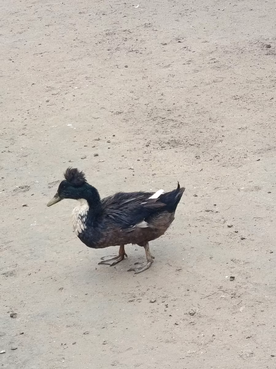 Crested