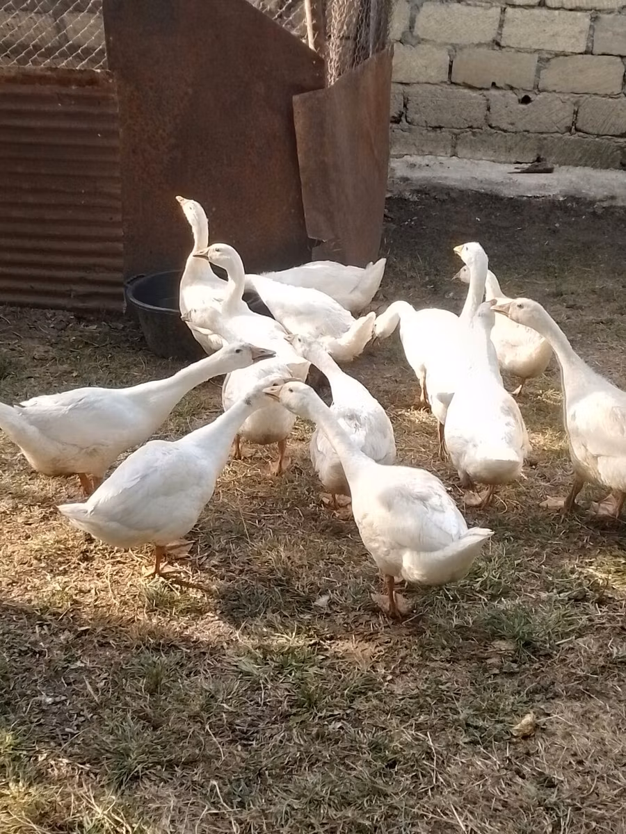 库班