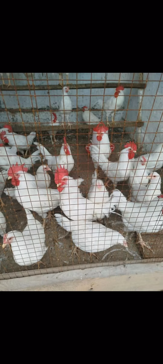 Leghorn