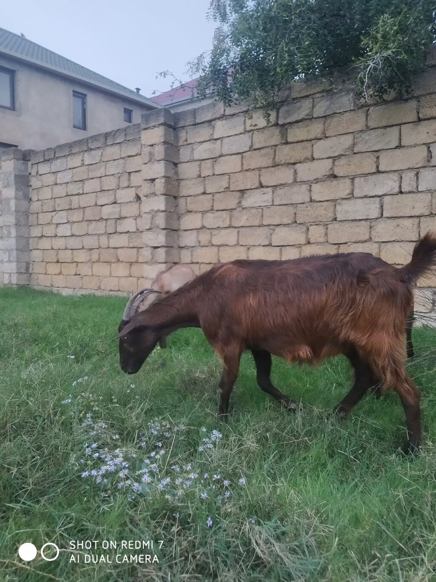 Alpine goat