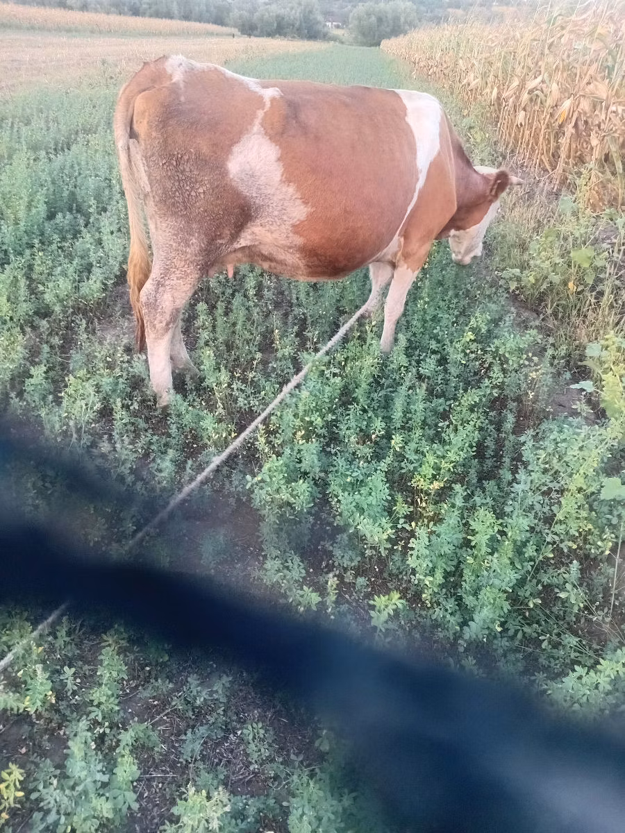 Cast cow