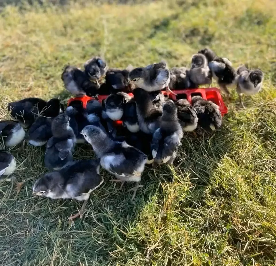 Australorp