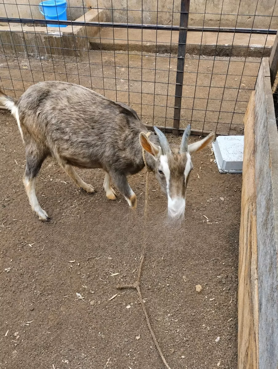 Toggenburg goat