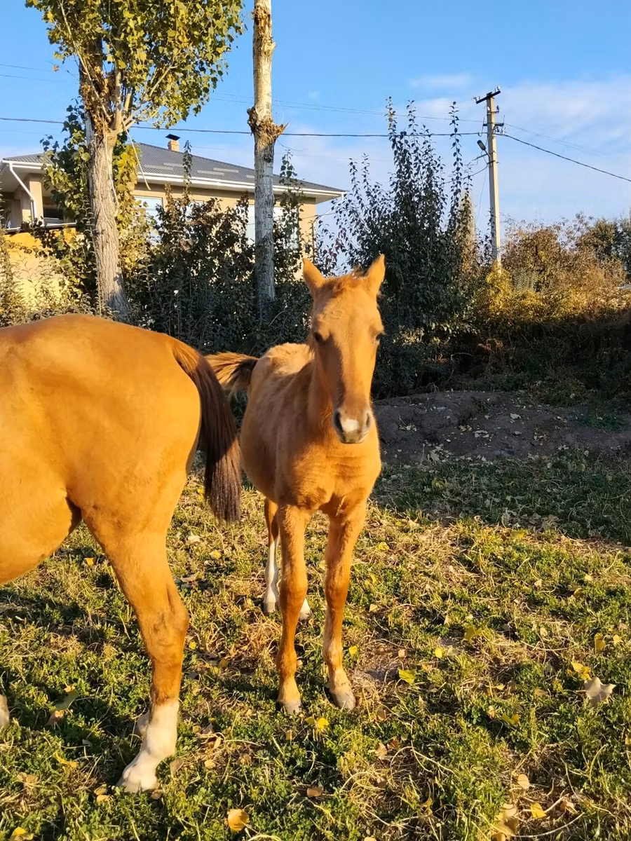 Thoroughbred horse