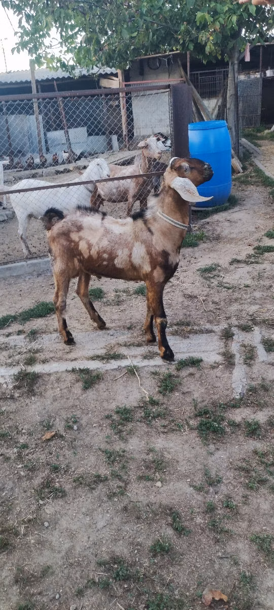 Nubian Goat