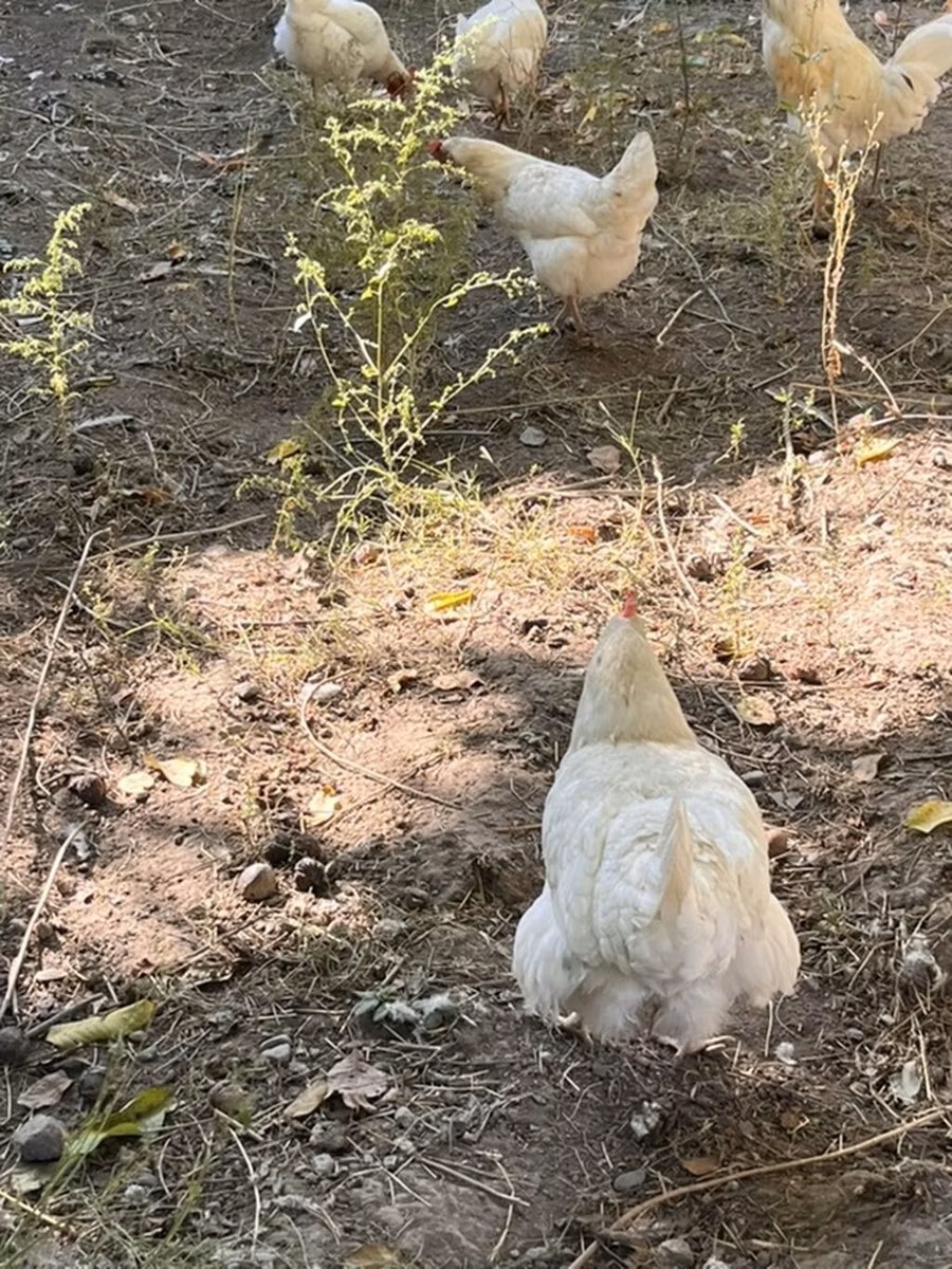 Leghorn