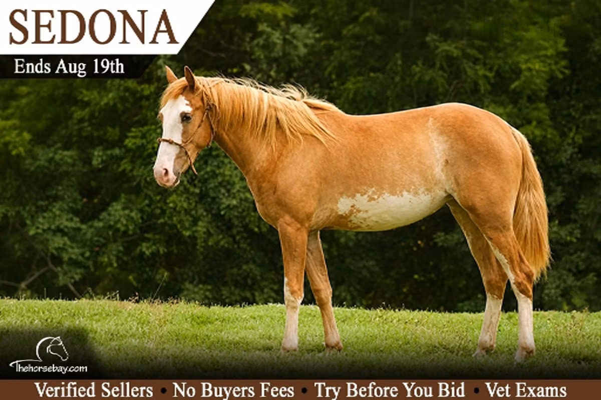 American paint horse