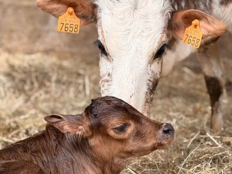 Zebu
