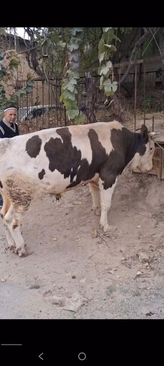 Red-spotted breed