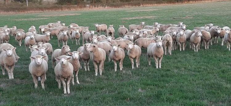 Ile-de-France sheep