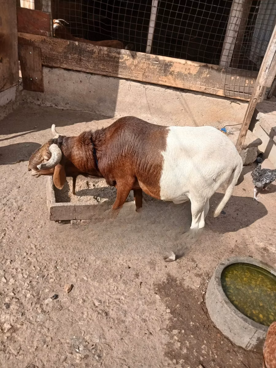 South meat sheep