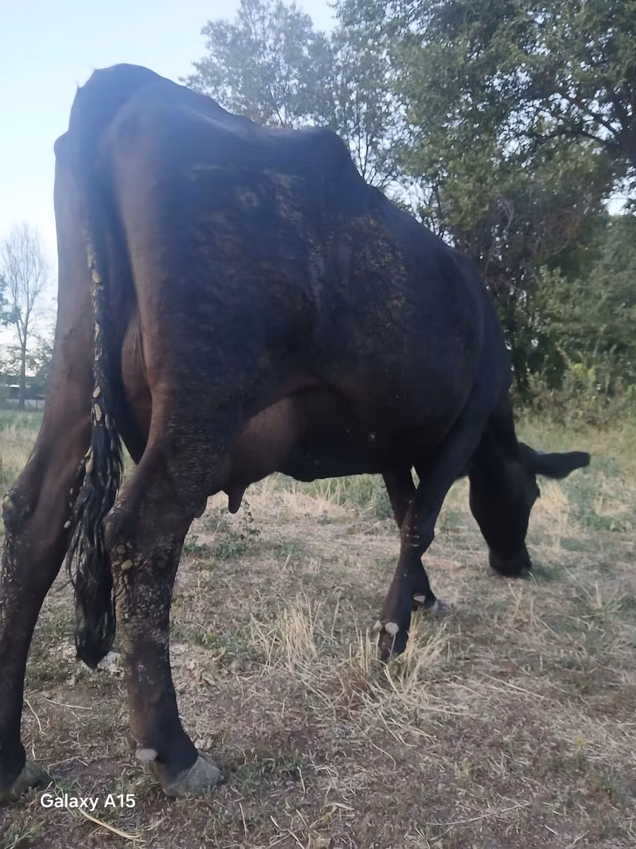 Red Polled Cow