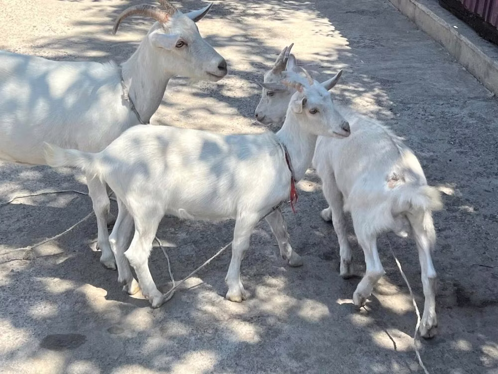 Russian White goat