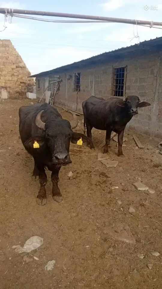 अफ्रीकी भैंस