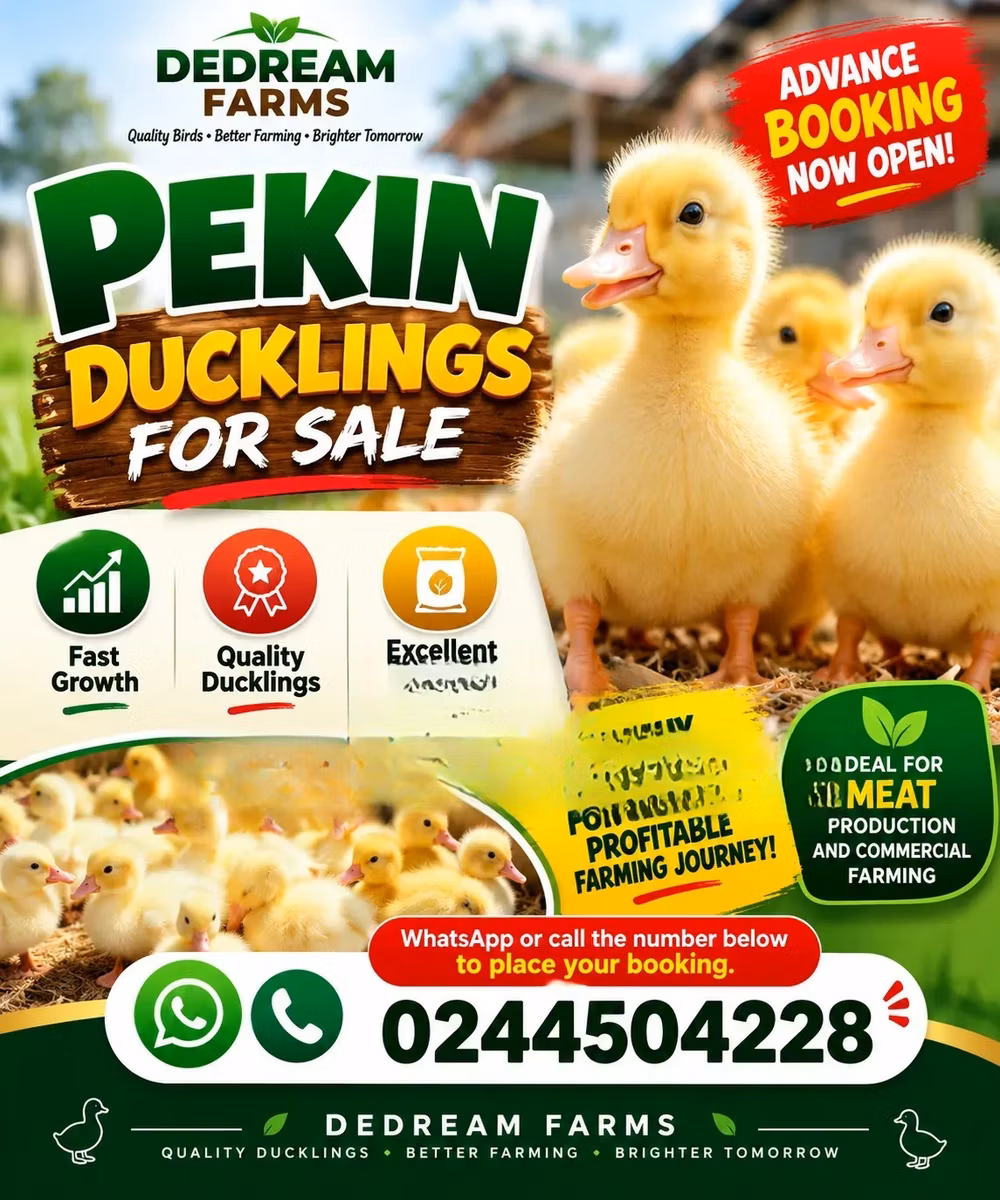 American Pekin