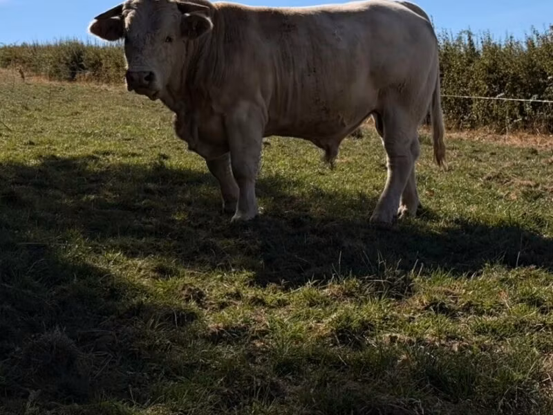 Cast cow