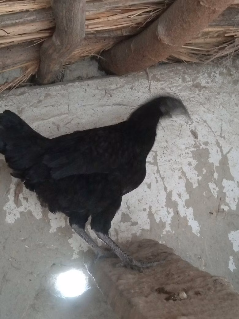 Ayam Cemani
