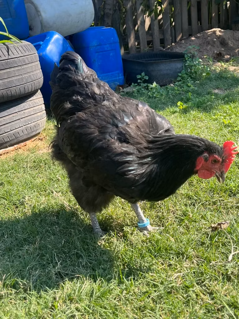 Australorp