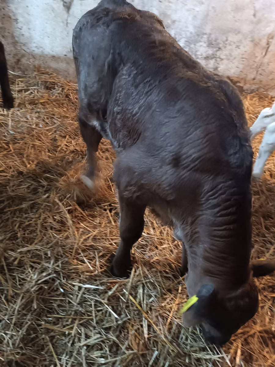 Limousin-Kuh