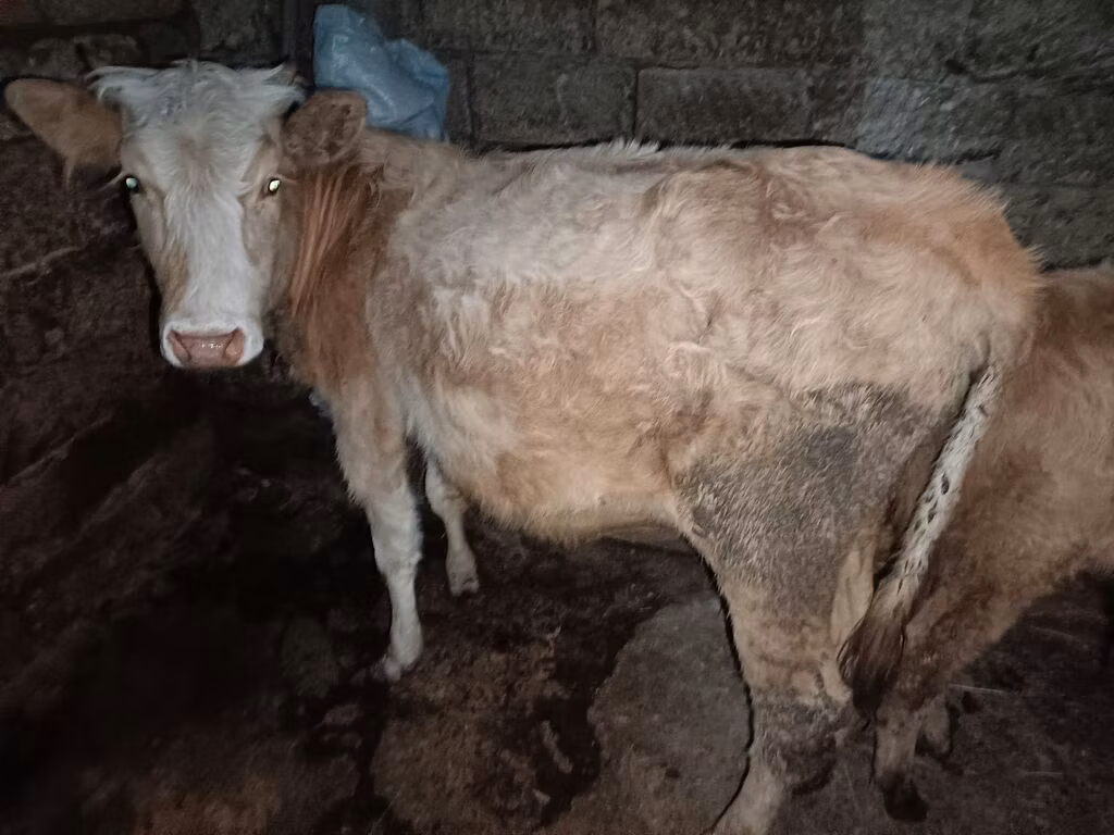 Red-spotted breed