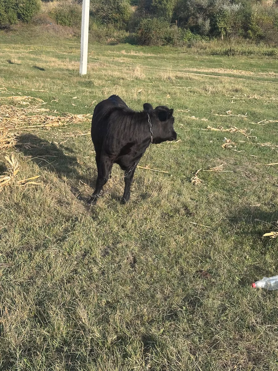 Cast cow
