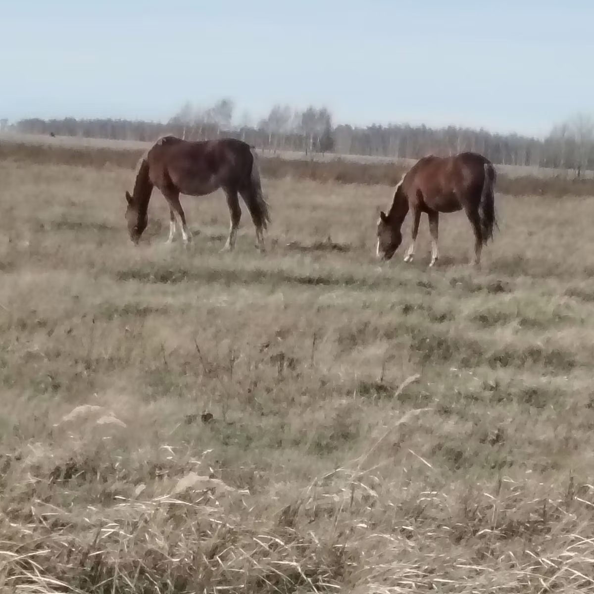 Mugalzhar horse