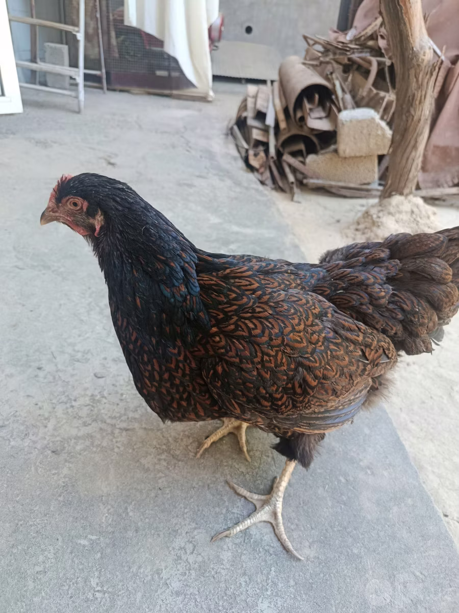 Barnevelder