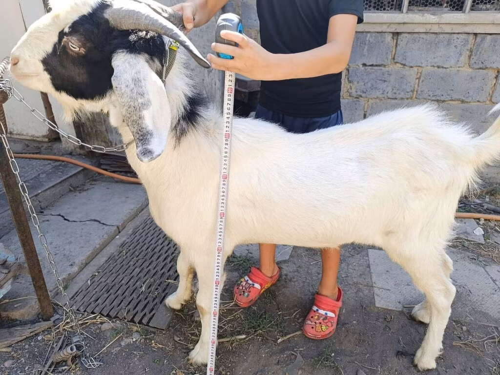 Nubian Goat