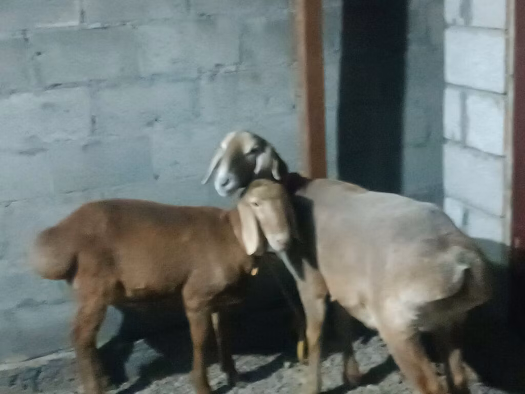 Rhon sheep