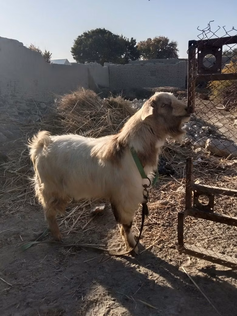 Alpine goat
