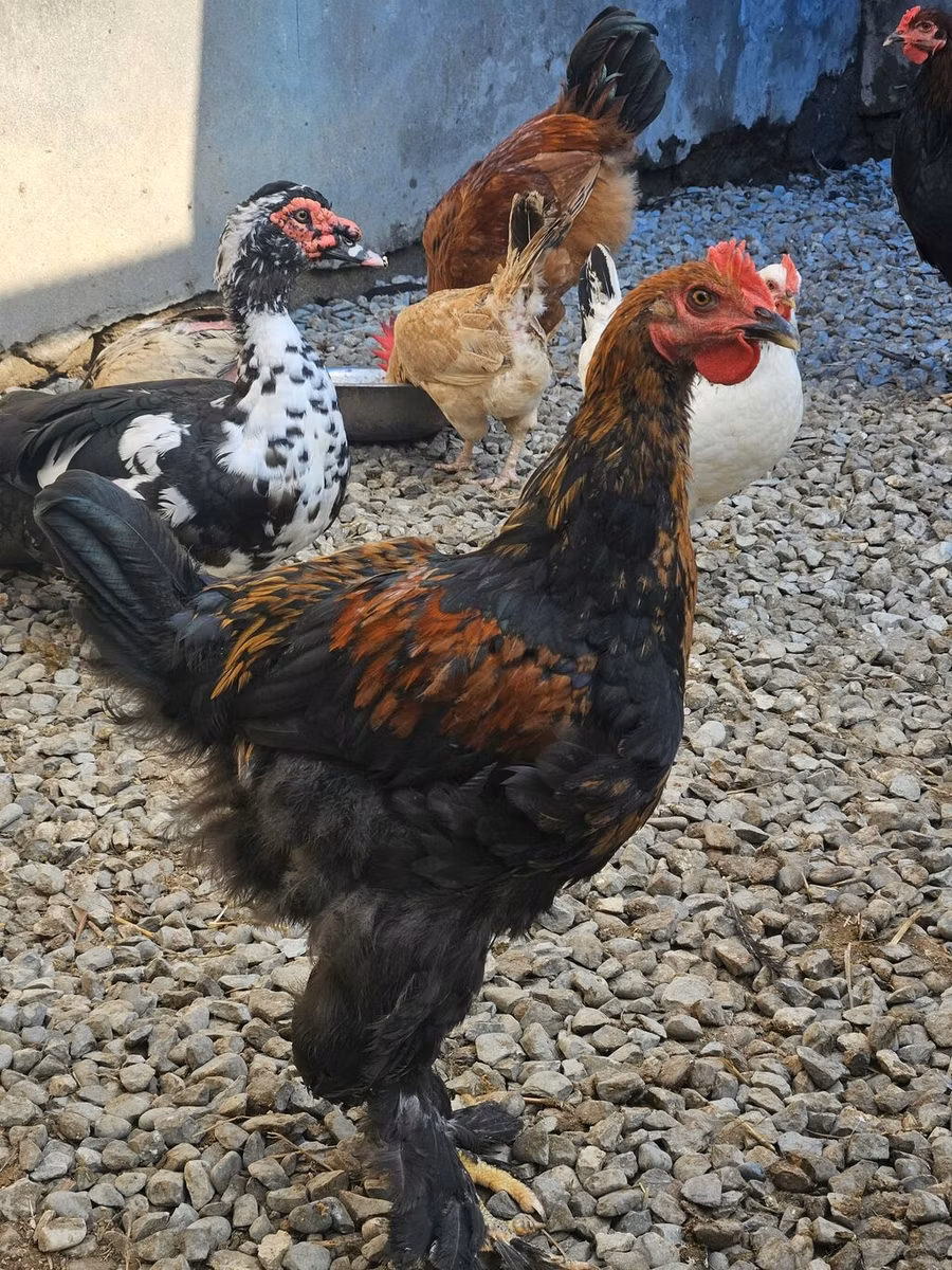Brahma