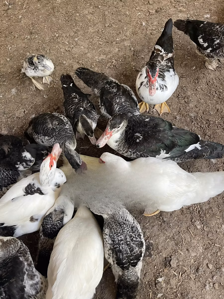 Domestic Muscovy
