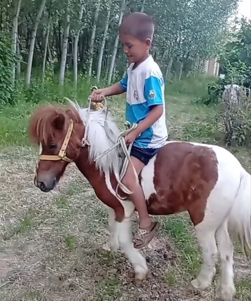 Shetland Pony