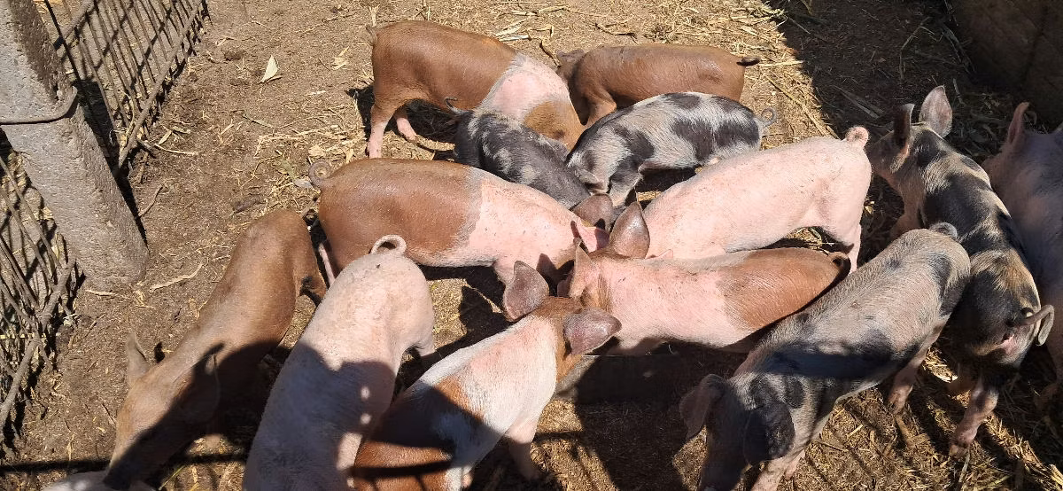 Виндснайер