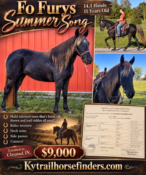 Rocky Mountain Horse