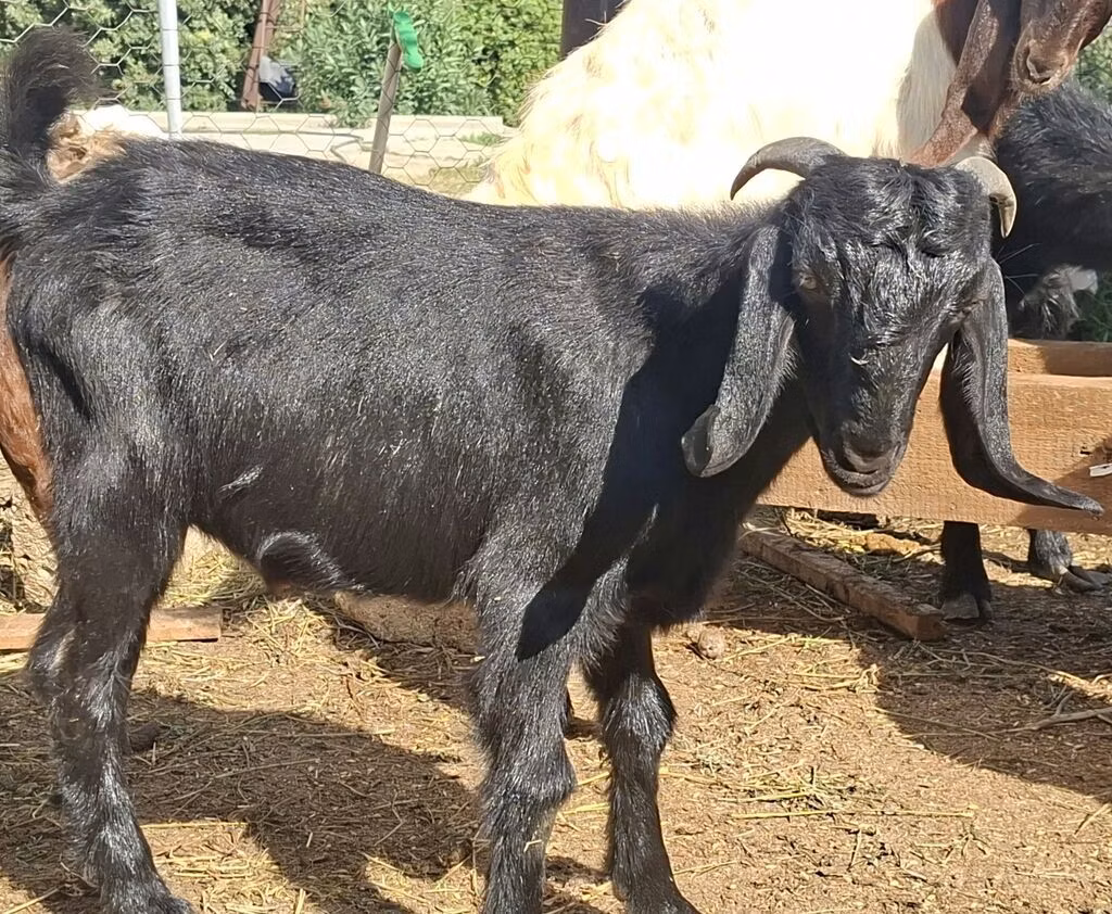 Anatolian Black goats