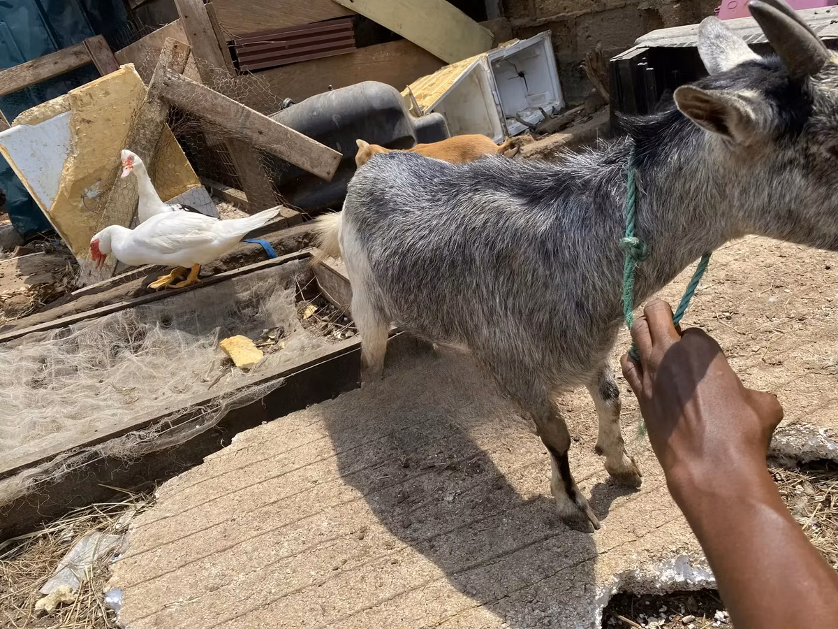 West African dwarf goats