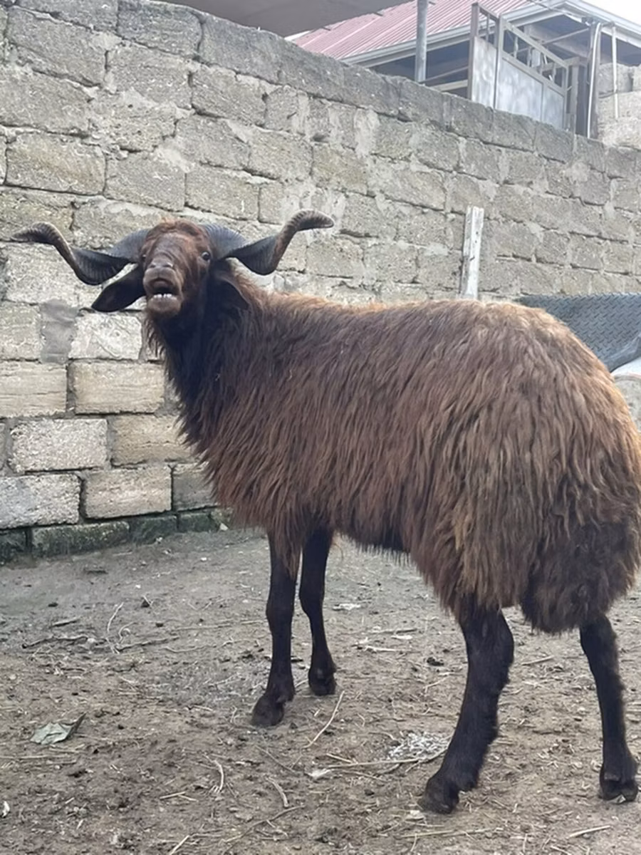 Red Karaman sheep