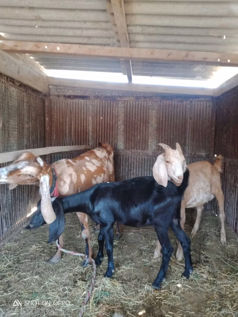Dutch Landrace goats