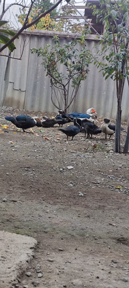 मुलार्ड