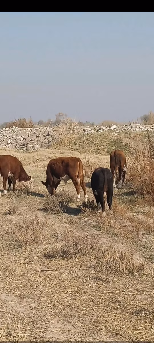 هيرفورد